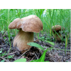 Мицелий Белого гриба дубового (Boletus quercicola) Мицелий Белого гриба дубового (Boletus quercicola)